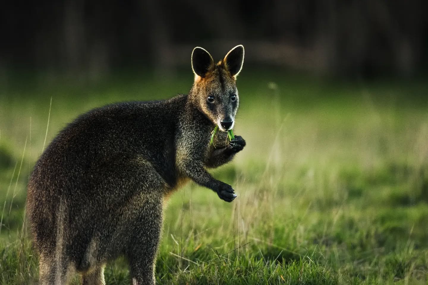 More Wallabies
05.06.2026

More photos of our favourite hoppy boys feat. a swamphen