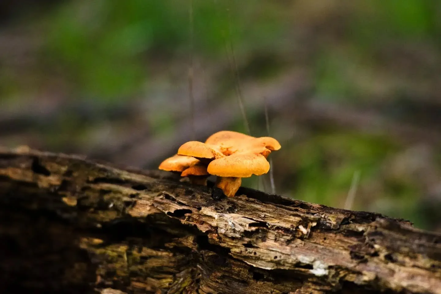 Various species of mushroom seen in various locations
June/July 2026

#naturephotography #mushroom #mycology