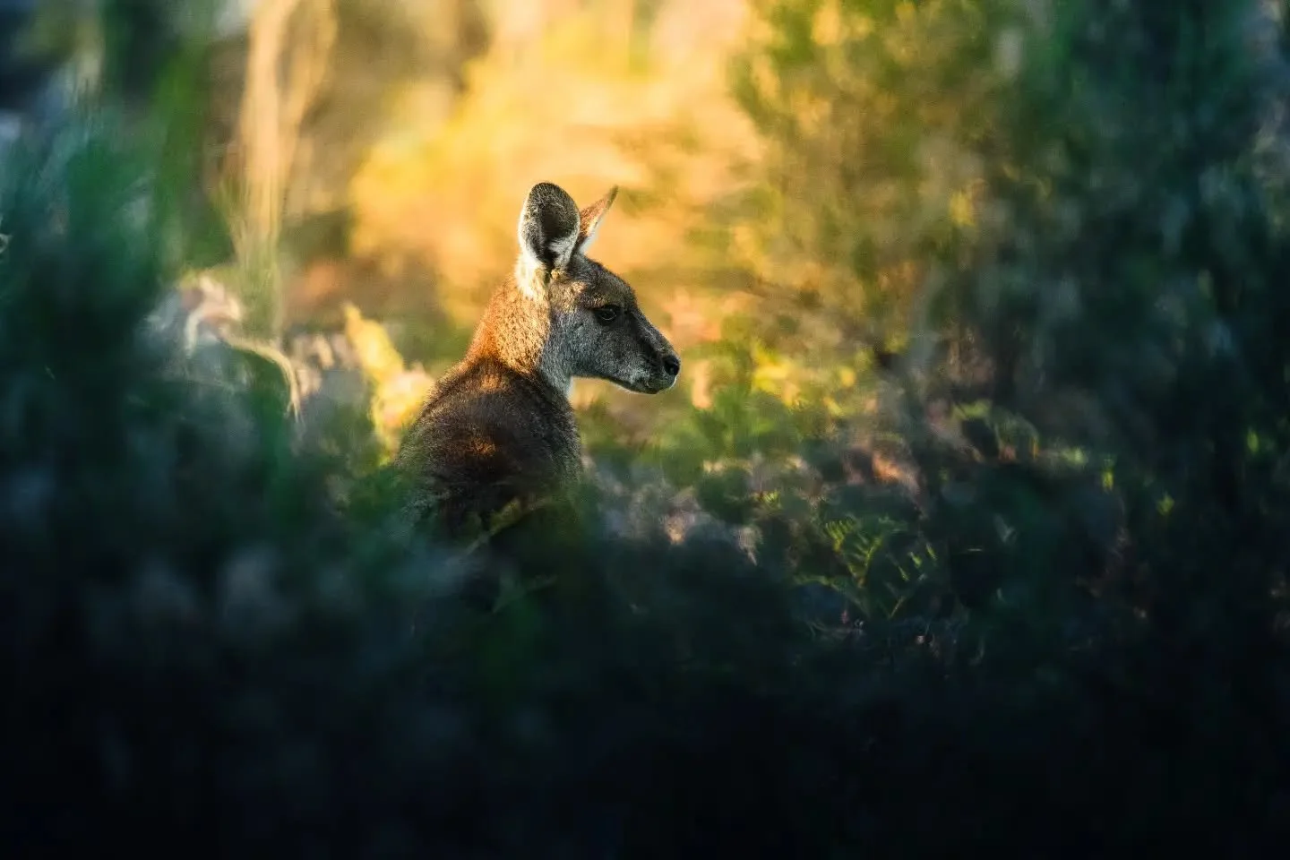 Kangaroo
27.06.2026

#wildlifephotography #australianwildlife #kangaroo