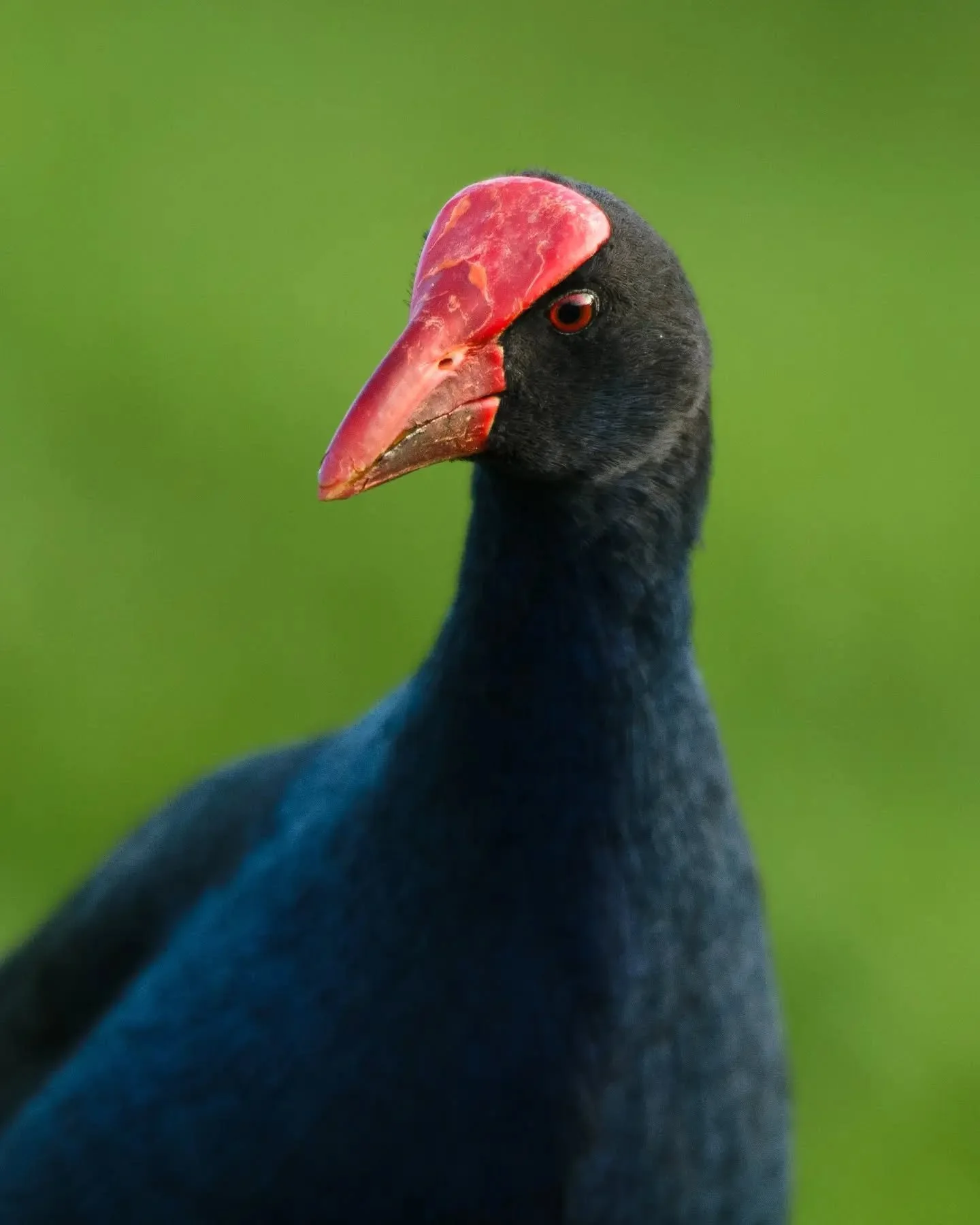 Birds
21.06.2026

1. Swamphen
2. Magpie
3-4. Ibis
5. Coot
6. Juvenile Swamphen

(final attempt to post because instagram has been messing with the quality)

#wildlifephotography #birdphoto #birds