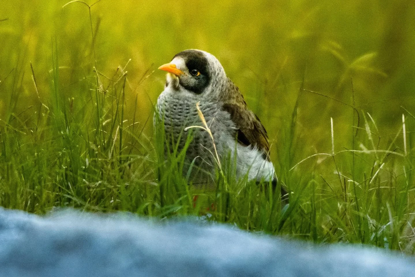 Noisy Miner (Manorina melanocephala)

14.06.2026