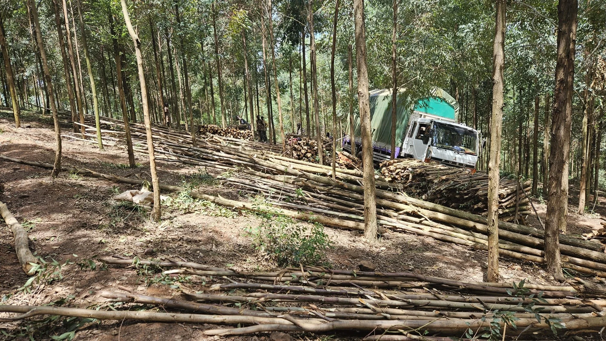A forest scene with several people working to cut down trees, with logs and a truck in the background.