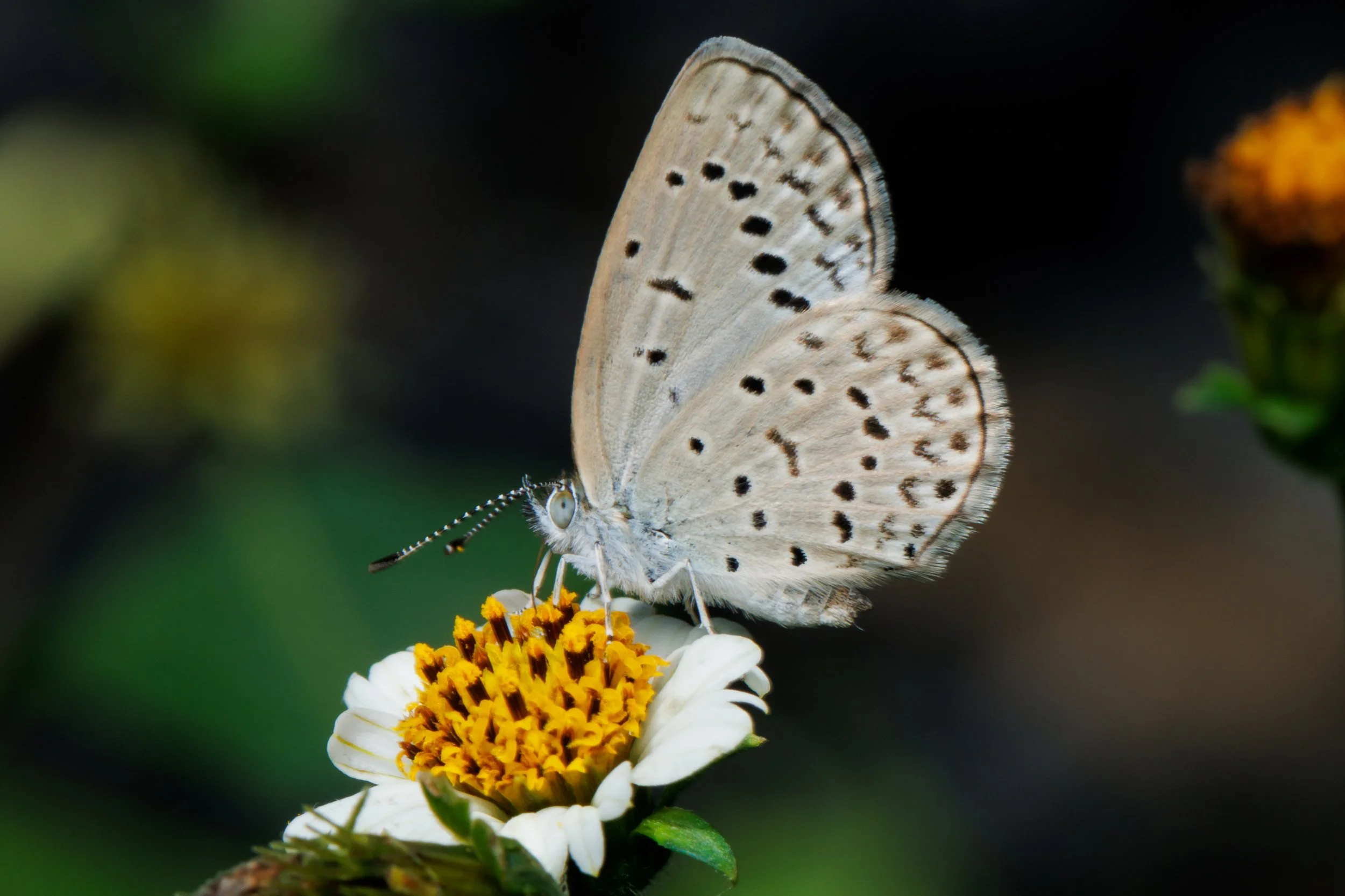 Panneaux pédagogiques pour les insectes du Parc Obó