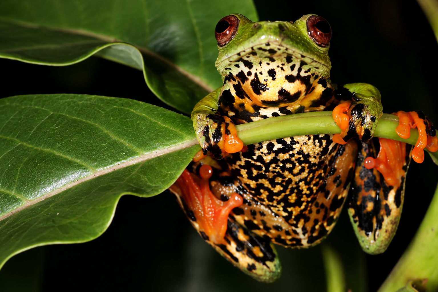 Curiosités : découvrez la Grenouille rouge géante de São-Tomé