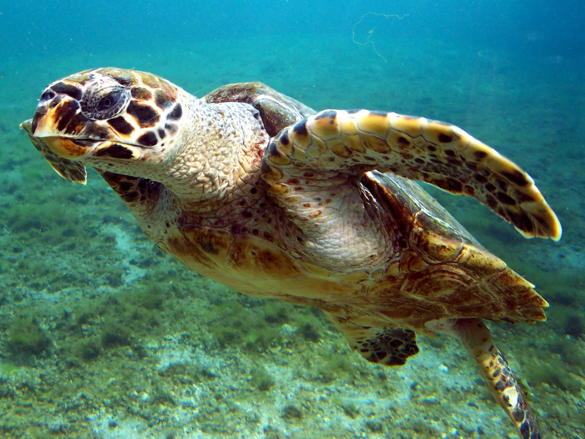 La ponte de la tortue imbriquée  : une aventure poignante racontée par Louise Filippi 