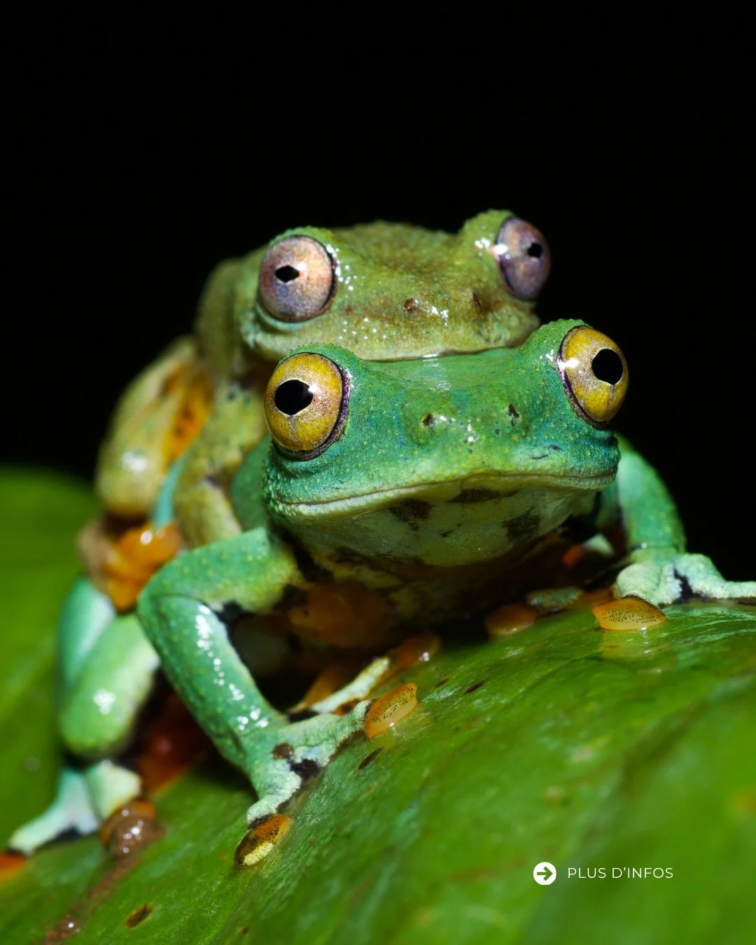 🐸 Dans les for&ecirc;ts de S&atilde;o Tom&eacute;, cette grenouille m&egrave;ne une partie de sa vie l&agrave; o&ugrave; le regard porte rarement : dans les arbres.

Hyperolius thomensis est une esp&egrave;ce de grenouille end&eacute;mique de l&rsqu