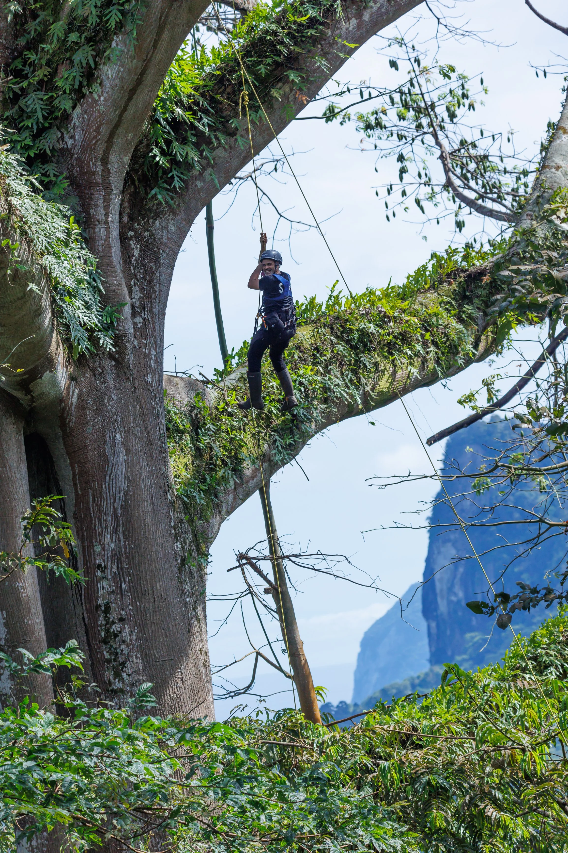 Une personne équipée d'un casque et d'un harnais d'escalade, suspendue à une corde, grimpe dans un arbre géant dans une forêt dense avec des montagnes en arrière-plan.