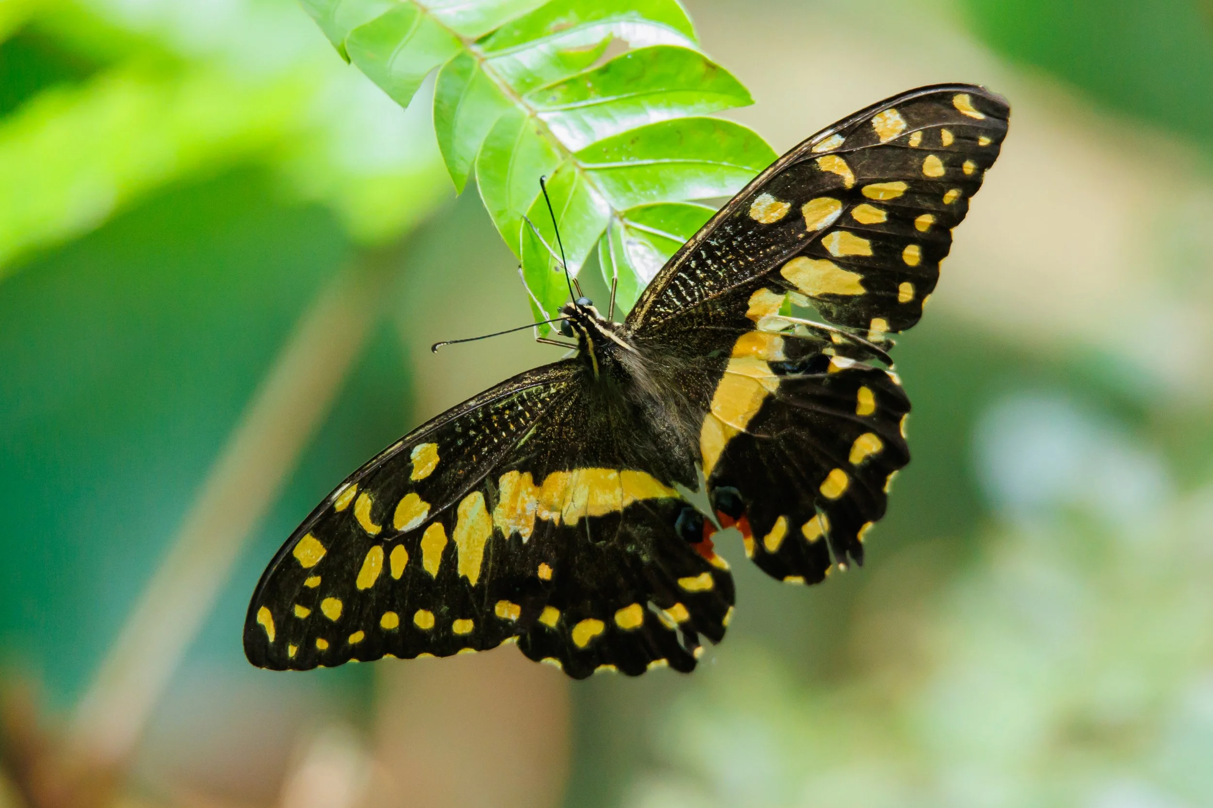 Papilio demodocus, Nicolas Bastide, Microland