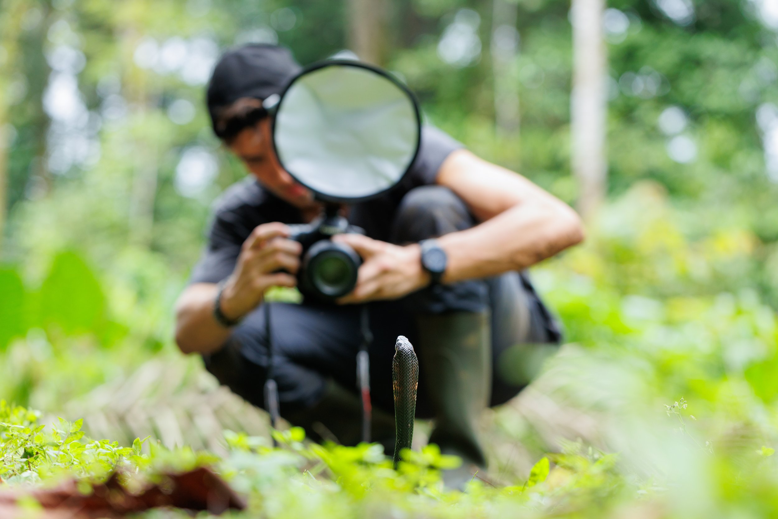 Une personne en plein air dans une forêt, examine un serpent avec une loupe.