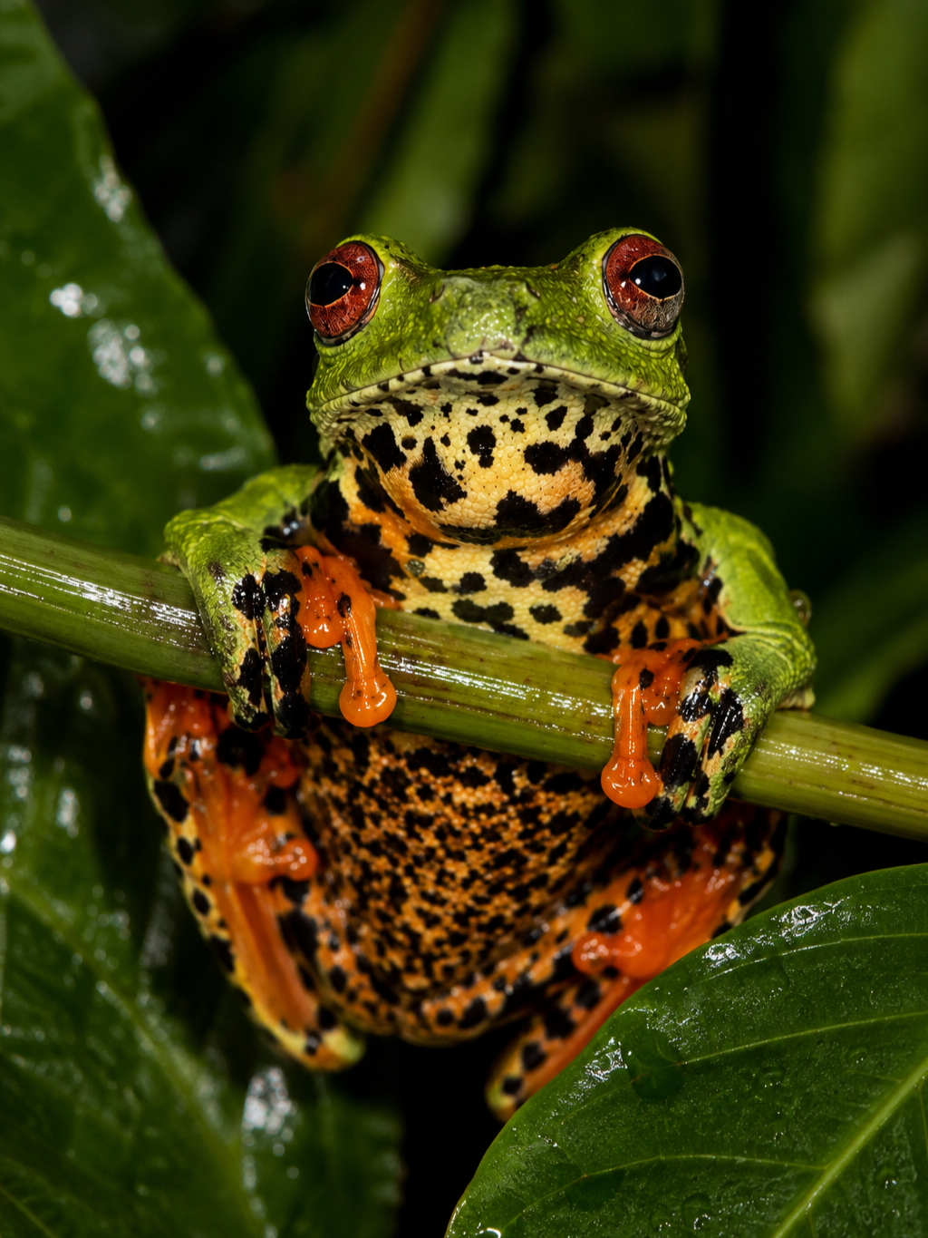 Hyperolius, Sao Tomé