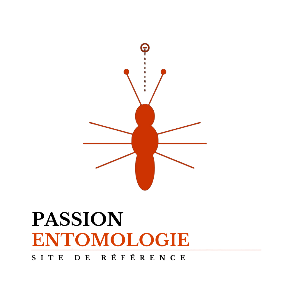 Passion entomologie, Microland
