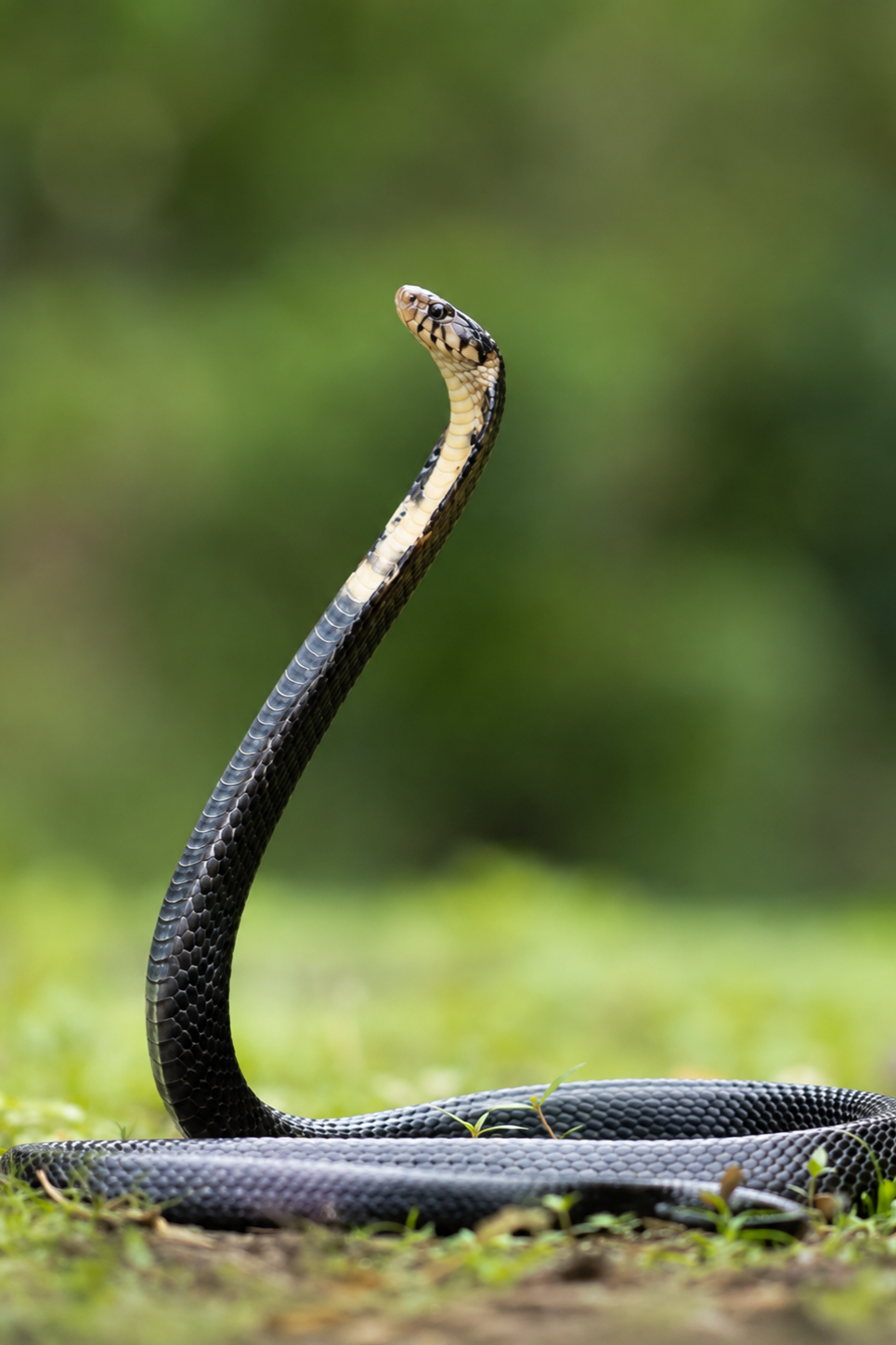 he São Tomé cobra (Naja peroescobari)