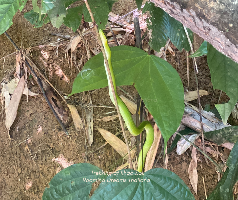 Oriental whipsnake camouflaged perfectly among green foliage.