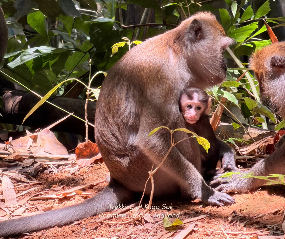 Heartwarming moment of a mother monkey caring for her baby in the wild.