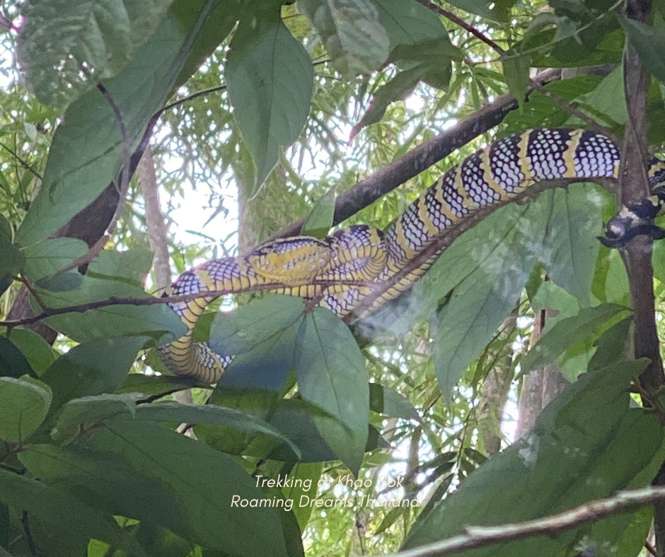 Spotting this master of camouflage resting on a branch is a magical moment during any nature walk.