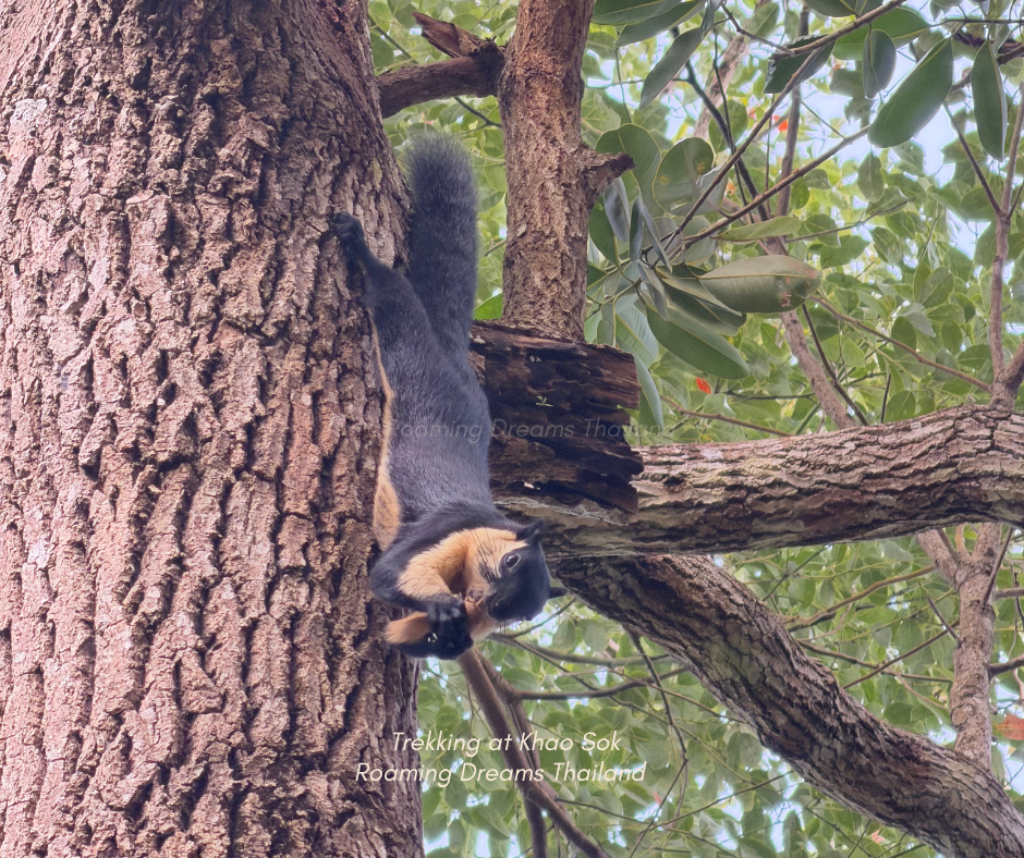 Black giant squirrel leaping agility through the treetops.