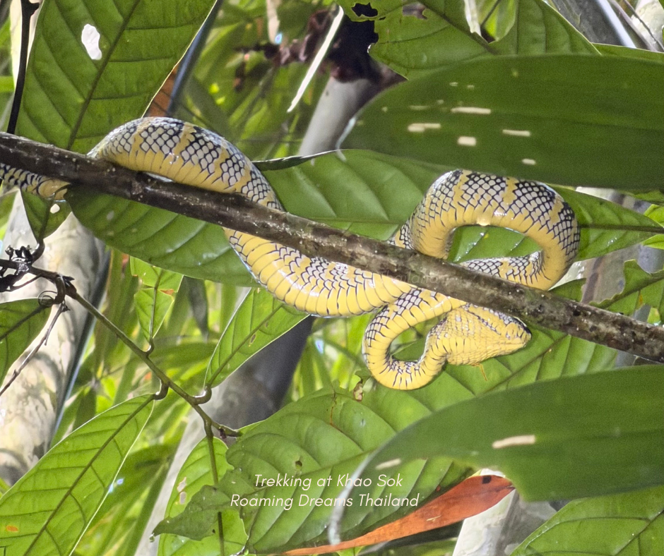 Oriental Whip Snake
