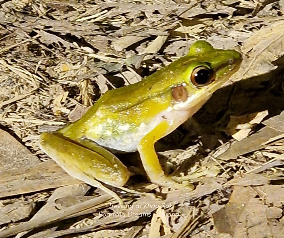 Copper-cheeked Frog in Khao Sok: Jungle Trekking Wildlife | Roaming Dreams