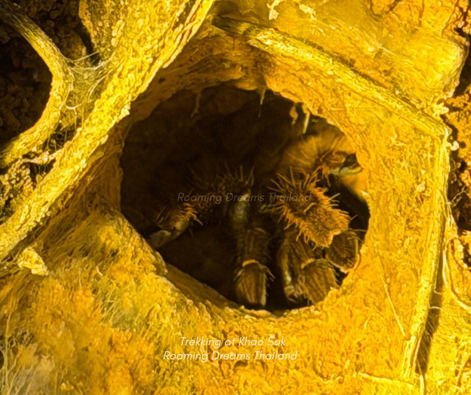 Hidden within small, silk-lined burrows along the rainforest floor and rock crevices, the Jungle Tarantula leads a quiet, nocturnal life.