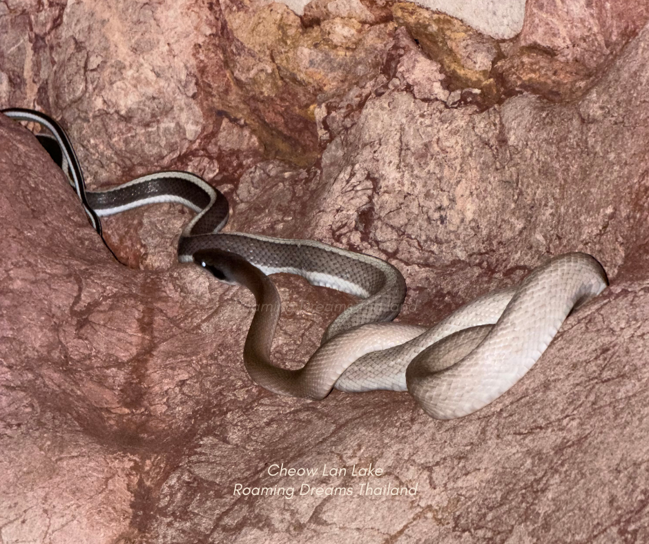 Nature in its purest form—uncovering the fascinating reptiles of the jungle.