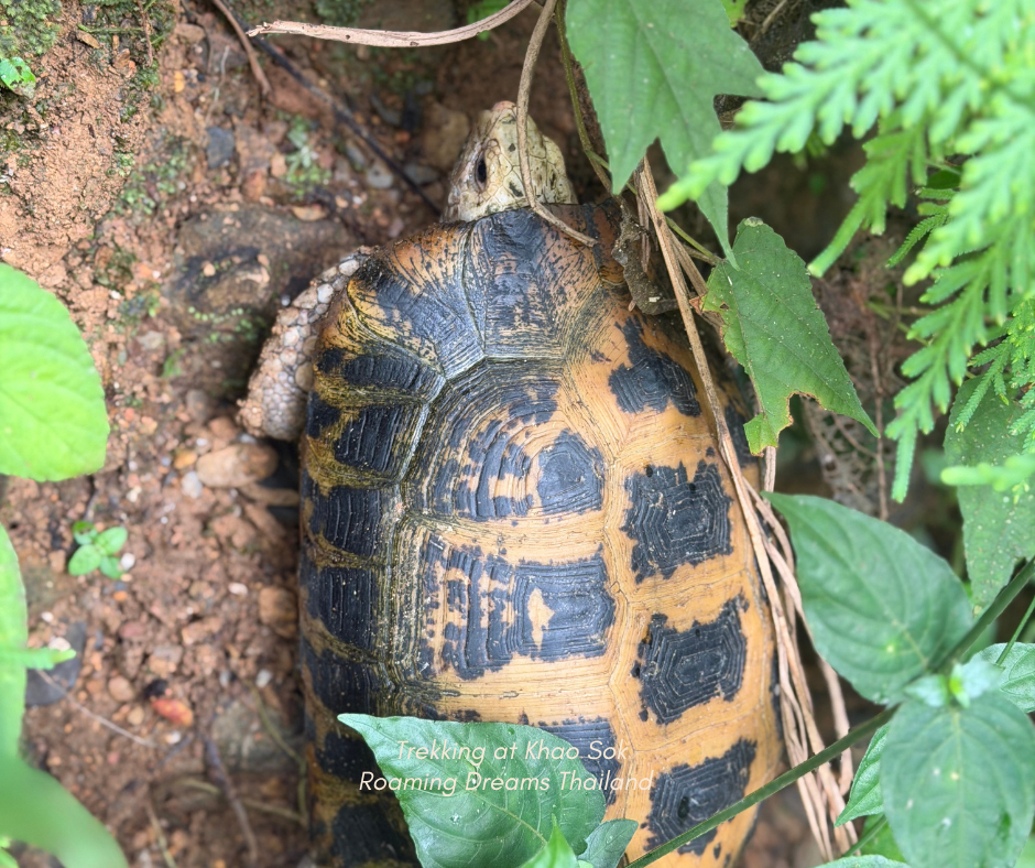 Land turtle foraging naturally along the forest floor.