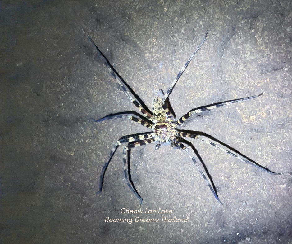 Discovering the hidden nocturnal wonders of the rainforest up close.