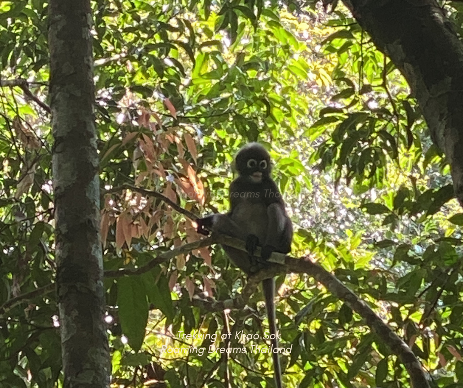 Rare dusky langur spotted high up in the lush jungle canopy.
