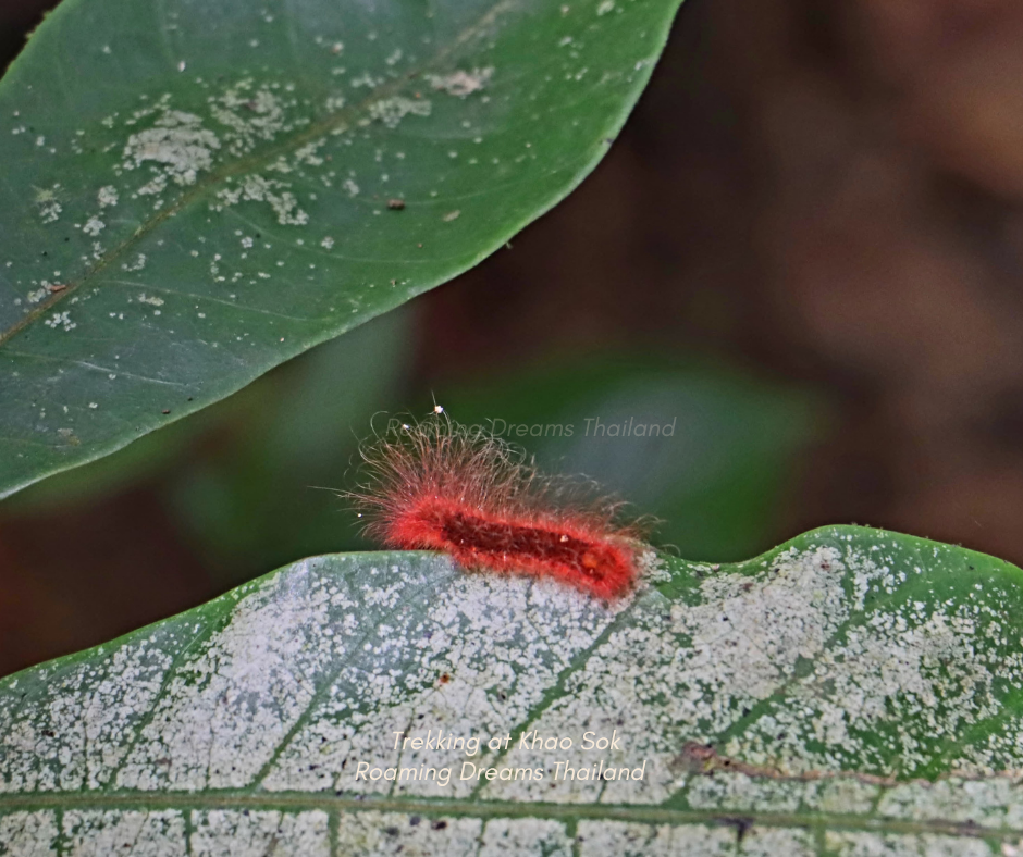 Colorful red caterpillar adding a pop of bright color to the green leaf.