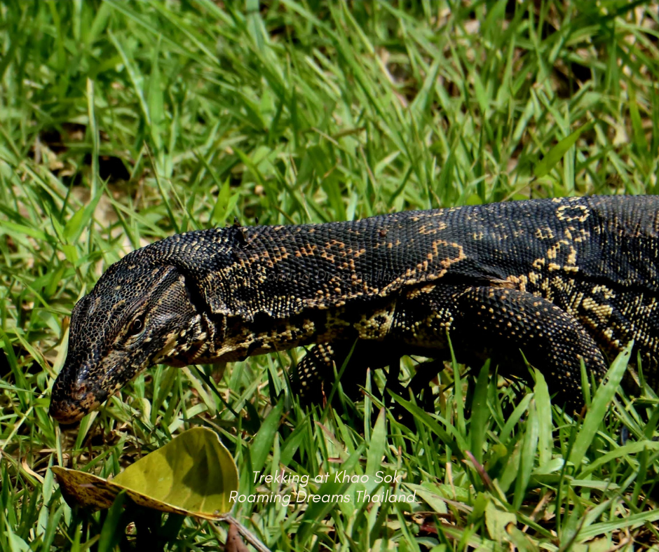 Asian water monitor lizard roaming in its natural habitat.