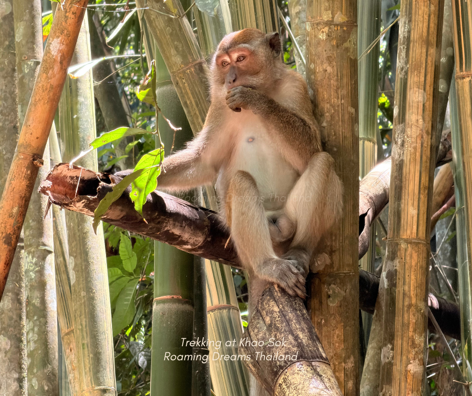 Playful macaque resting peacefully among the bamboo trees.