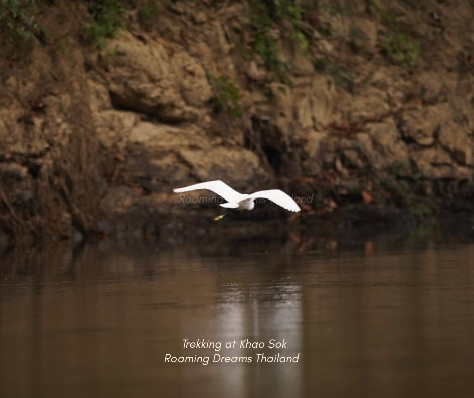 Graceful birdwatching moments along the tranquil riverbanks of Khao Sok.