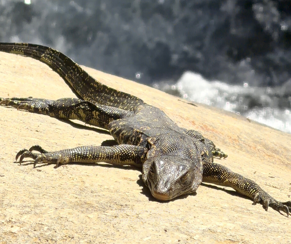 Seeing a massive Water Monitor Lizard lazily sunbathing on a warm rock surface or riverbank is a true symbol of Thailand's thriving natural ecosystems.