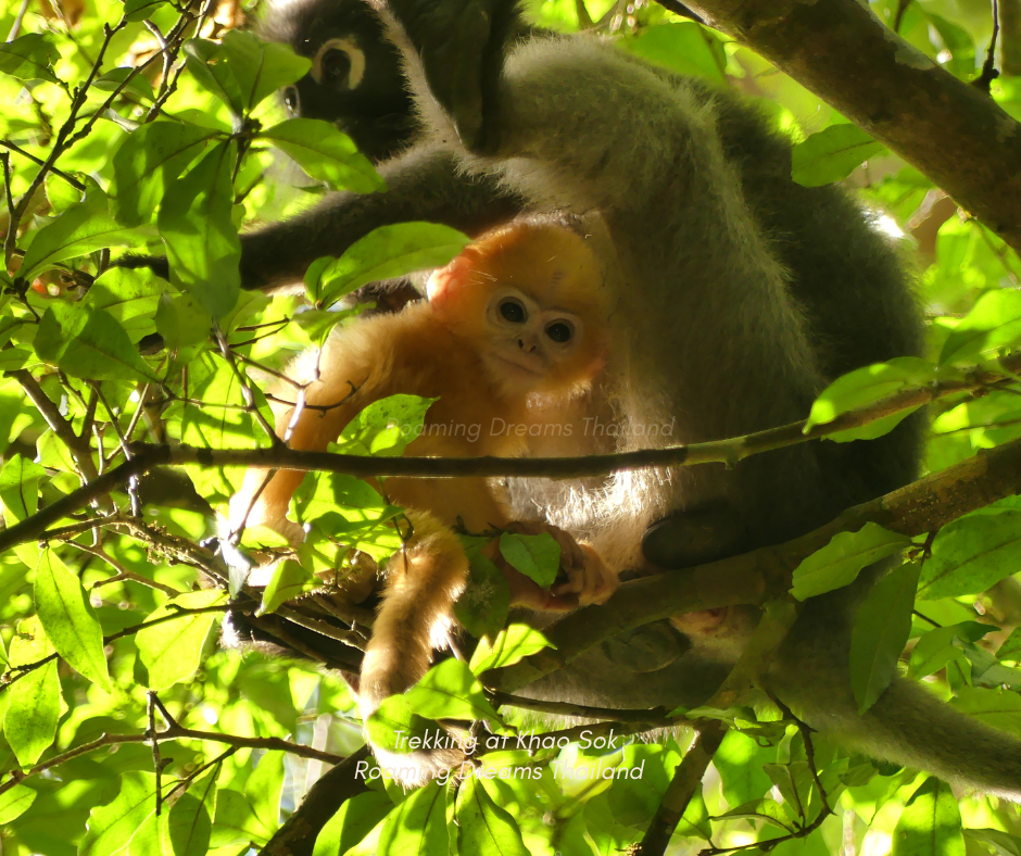A heartwarming encounter: A Dusky Langur mother with her bright orange baby.