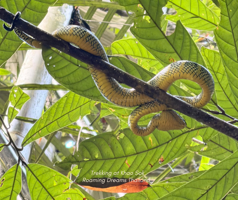 The Oriental Whip Snake (often locally called the Green Vine Snake) is a fascinating reptile native to Southern Thailand's lush rainforests. Known for its slender, vibrant green body and distinctively pointed snout, it blends effortlessly into the ju