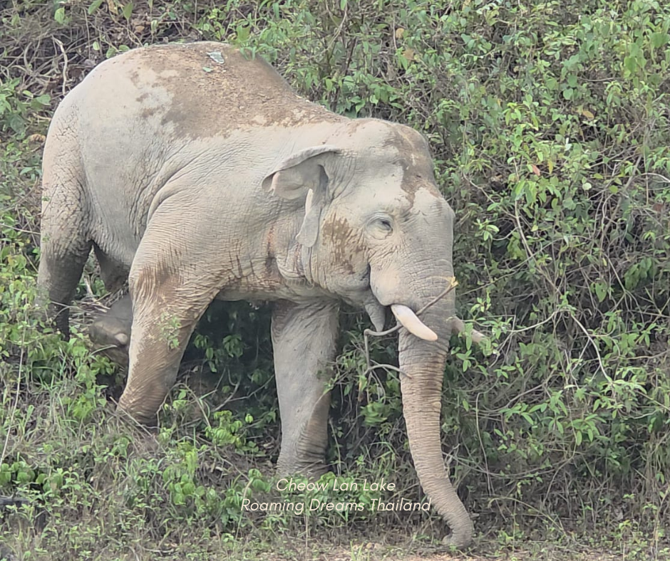 An unforgettable encounter with gentle giants roaming freely in their natural habitat.