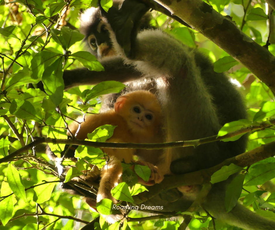 Khao Sok Trekking & Bamboo Rafting