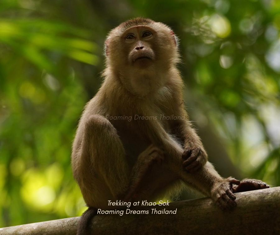Curious eyes from above: Wild macaques watching over the jungle trail.