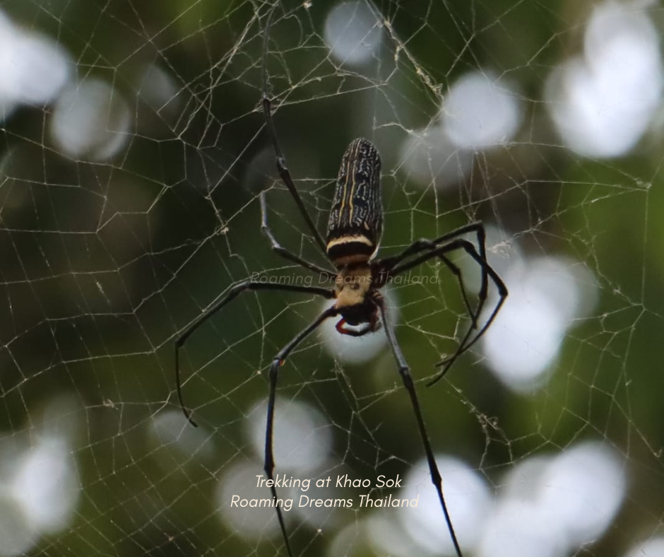 Intricate architectural wonders: The Golden Orb Weaver spider in its element.