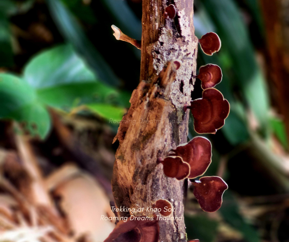 Micro-details of the rainforest: Wild bracket fungi blooming on ancient trees.