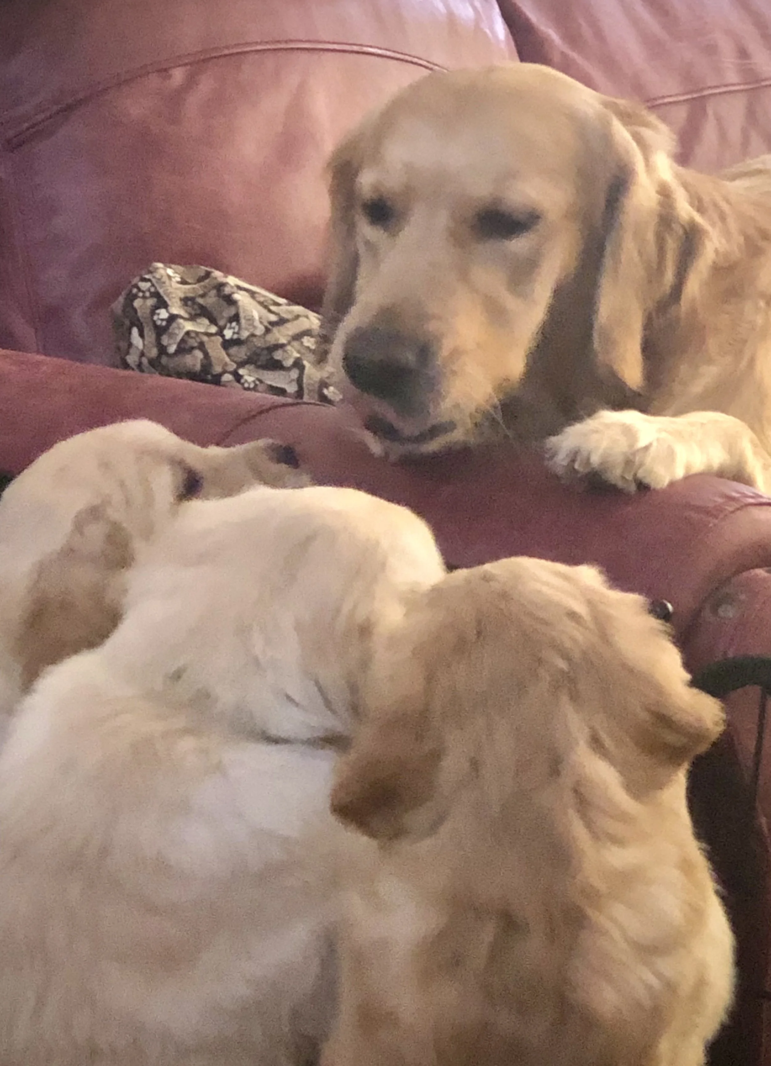 Two dogs, one larger with a golden coat resting its head on a red leather couch, and a smaller white dog with brown patches curled up nearby.