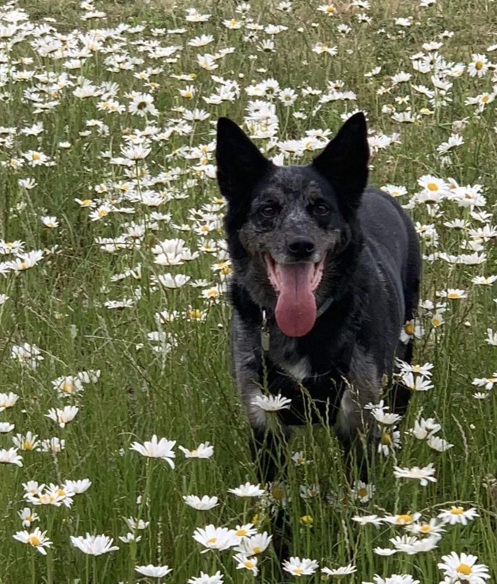 A happy black and gray Australian Cattle Dog running through a field of white daisies with a pink tongue hanging out.