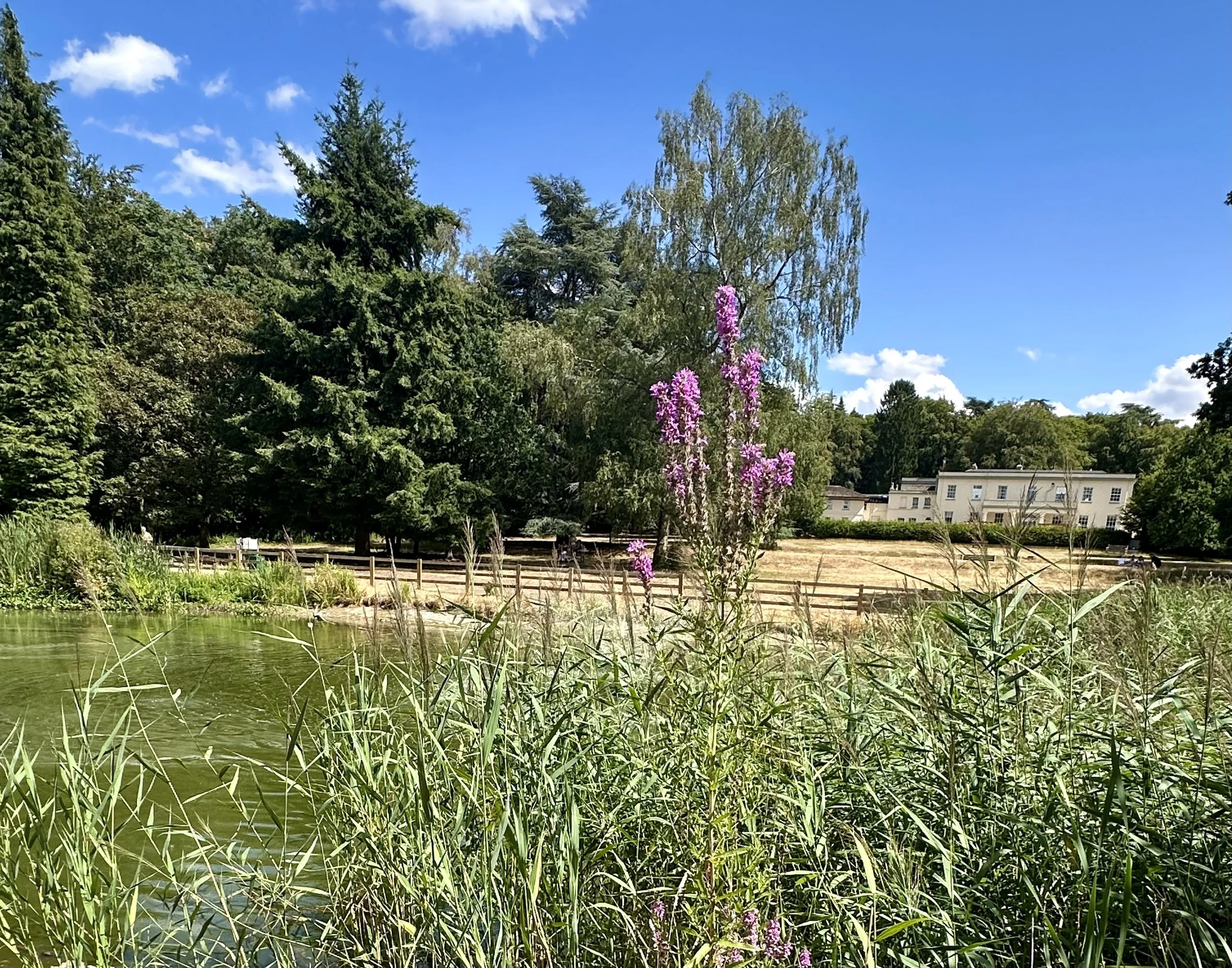 A peaceful scene of a pond with tall green reeds in the foreground, surrounded by lush trees under a bright blue sky with some clouds. Pink flowers are visible near the center, and a building is seen in the background.