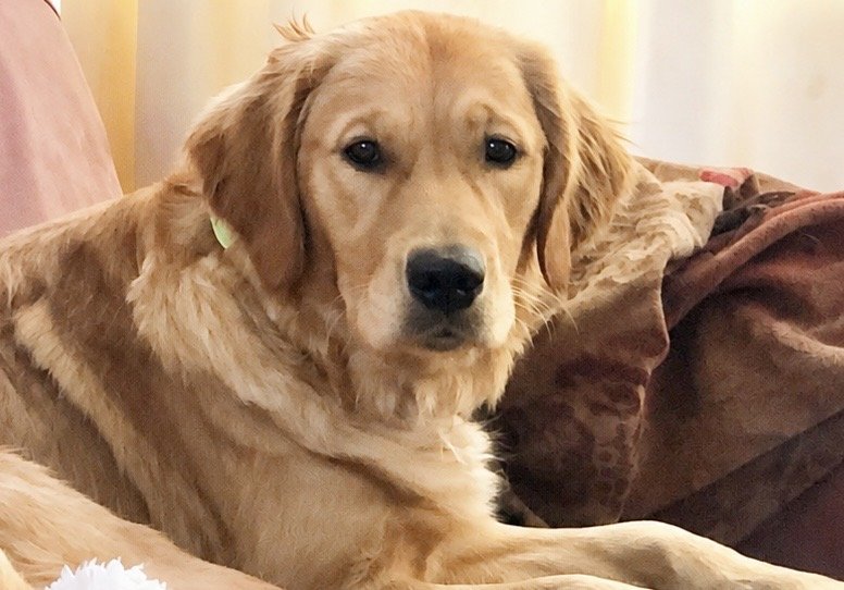 A golden retriever dog lying on a couch with pillows