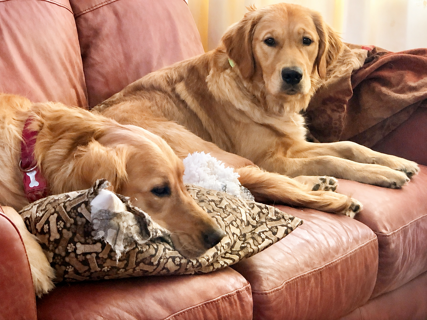 Two golden retriever dogs resting on a pink leather couch, one lying on a decorative pillow with a bone pattern and the other sitting near a brown pillow, surrounded by plush toys and cushions.