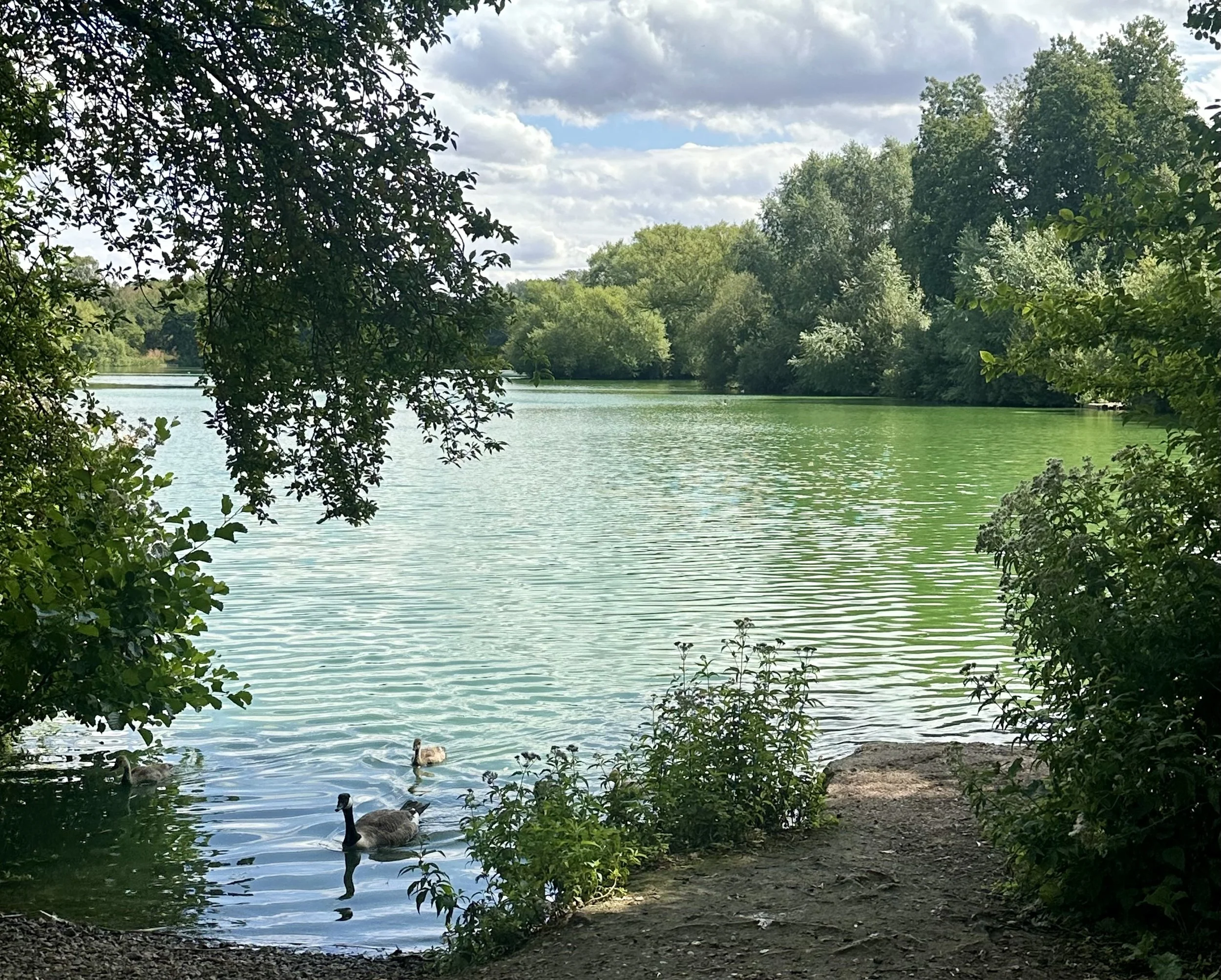 A serene lake scene surrounded by green trees with some ducks swimming near the shore, partly shaded by leaves in the foreground.