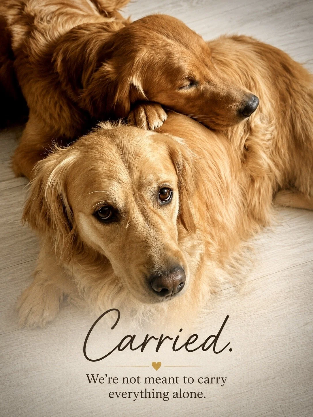 Two golden retriever dogs lying on the floor with one resting its head on the other's back, accompanied by text that says, "Carried. We're not meant to carry everything alone."