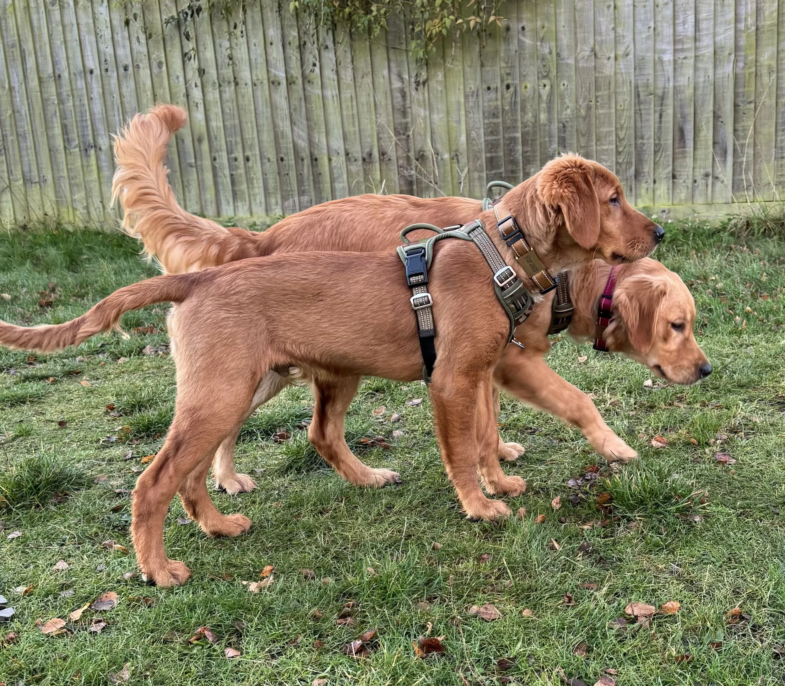 Three golden retrievers walking on grass in a backyard with a wooden fence in the background.