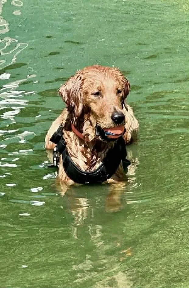 A golden retriever dog wearing a life jacket, standing in a green-colored body of water, holding a stick in its mouth.