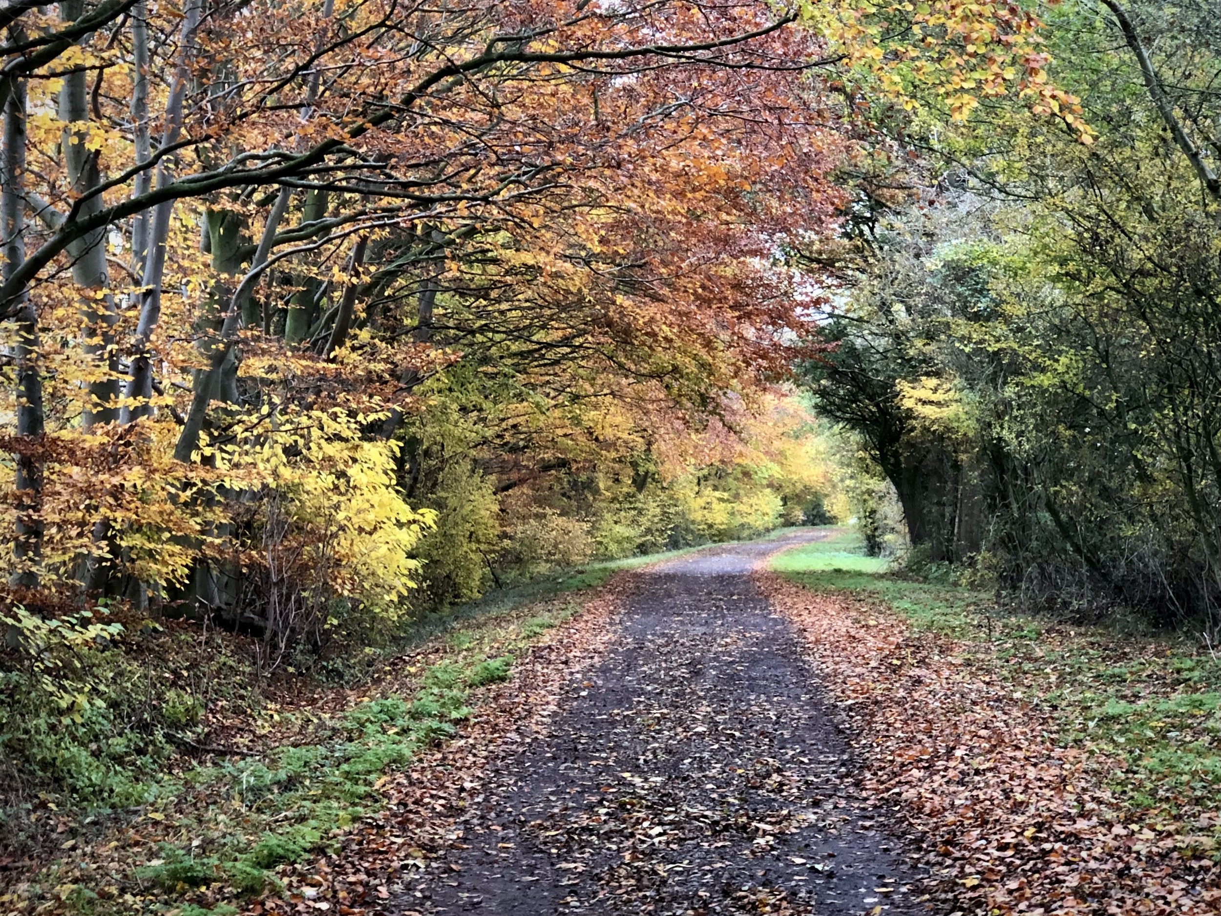 A dirt trail through a forest with trees displaying autumn foliage in shades of orange, yellow, and green.