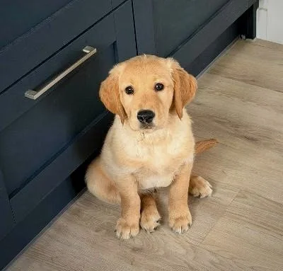 A cute golden retriever puppy sitting on a light-colored wooden floor next to dark blue kitchen cabinets.